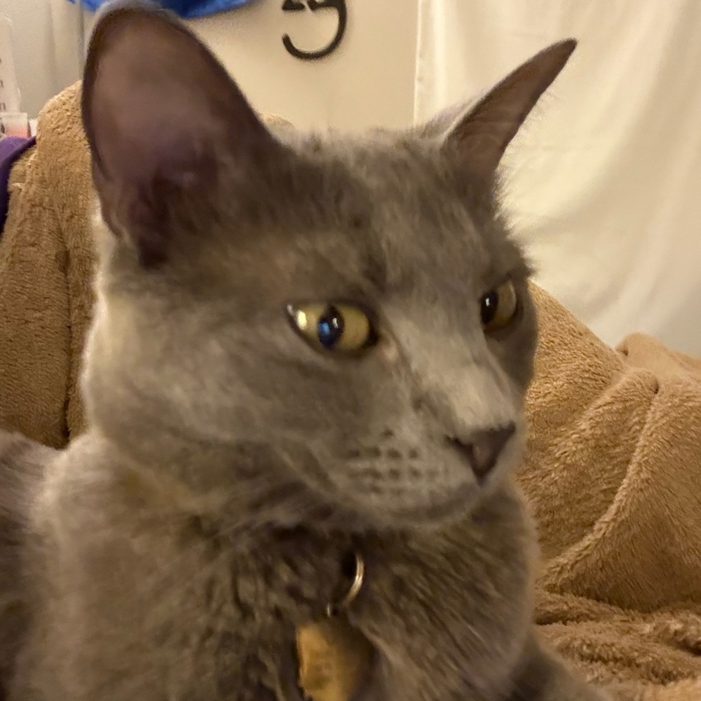 Like to know when I’m live! Giving great deals and giveaways - Picture 2 of 5